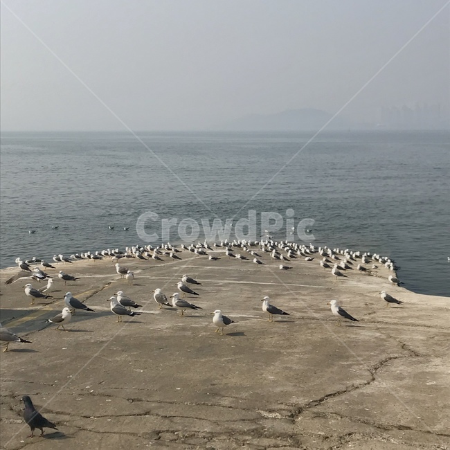 bird,새,바다,만,sea