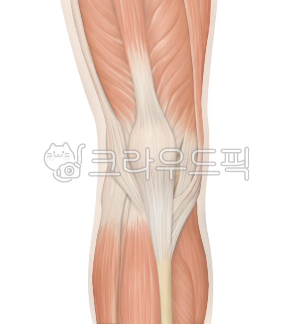 bodypart,신체부위,다리,종아리,허벅지,발,발목,신경,근육,헬스,운동,해부학,메디컬,메디컬일러스트,의학,병원,medicalillustration,leg,calf,anatomy,knee,joint,orthopedic
