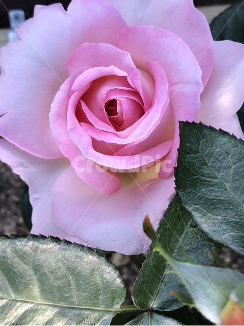 장미,오월,꽃,장미축제,장미꽃사진,식물,자연,plants,nature,꽃,flower