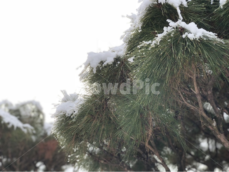 소나무,겨울,겨울소나무,이슬,자연,아침,초록,그린,겨울,계절,winter,season,식물,자연,plants,nature,나무,trees,wood