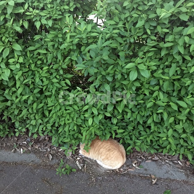 고양이,자연,풀,담장,나무