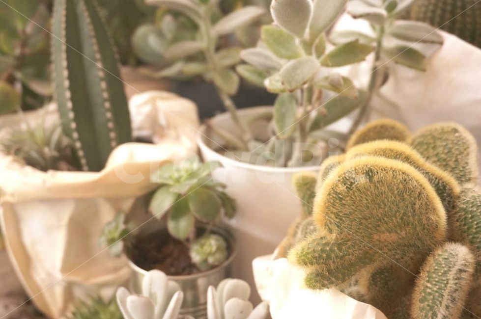선인장,식물,풀,조경,자연,카페,망원동,망리단길,식물,자연,plants,nature,실내용화초,화분,화초,house plant