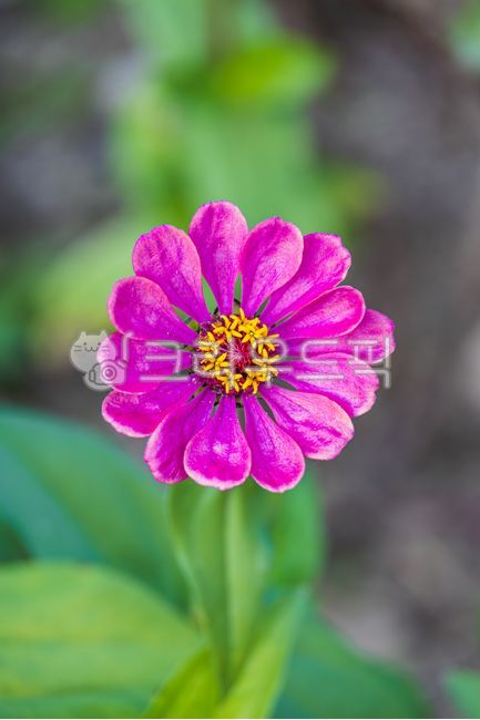 백일홍,꽃,보라색,꽃잎,초록색,잎,국화과,한해살이풀,식물,자연,야외,가을,정원,꽃밭,관상용