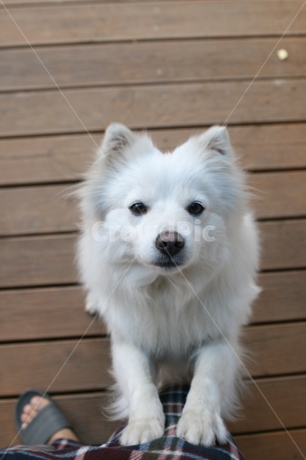 강아지,개,스피츠,흰색개,흰색강아지,하얀개,하얀강아지,puppy,dog,doggy,spitz,whitedog,whitepuppy,동물,animal,포유류,mammal,개,강아지,dog,doggy