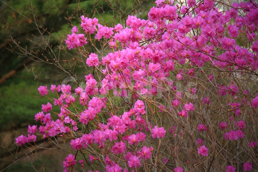 진달래,봄,꽃,영취산,철쭉,풍경,자연,나무,봄,계절,spring,season,식물,자연,plants,nature,꽃,flower,plant,geranium,제라늄,blossom