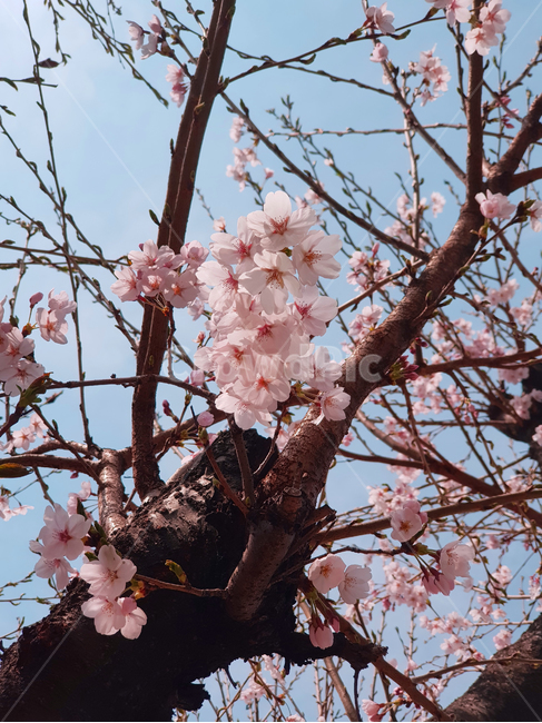 봄,공원,풍경,spring,view,tree,cherryblossom,pinkflowers,plant,식물,flower,꽃,벚꽃,식물,자연,plants,nature,꽃,flower