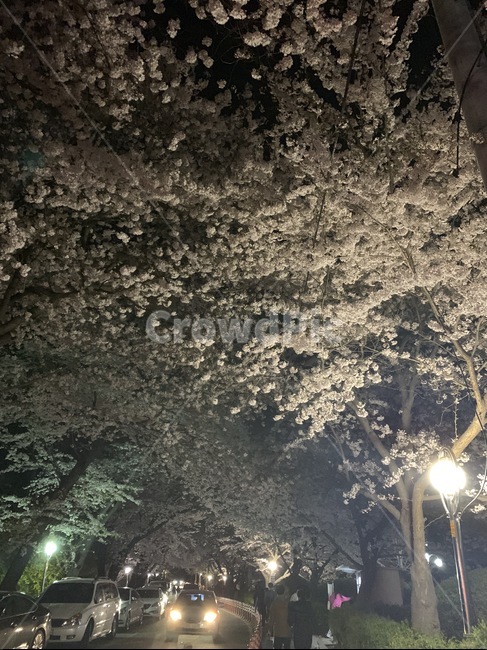 자연,봄,산책,산책길,벚꽃,꽃,밤,밤산책