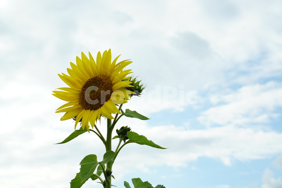 여름,해바라기,꽃,하늘,시골,휴식,여유,식물,자연,plants,nature,꽃,flower