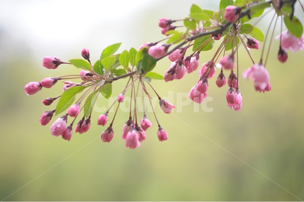 수사사과,꽃사과,애기사과,사과꽃,분홍꽃,식물,자연,plants,nature,꽃,flower