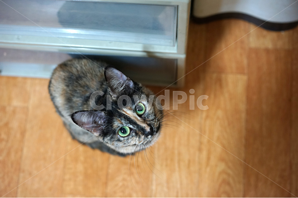 고양이,쳐다보는,집고양이,고양이눈,녹색고양이눈,녹색눈,준비자세,동물,animal,포유류,mammal,고양이,cat,kitten,kitty