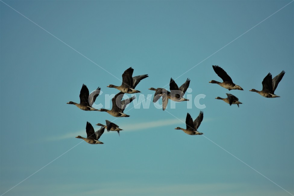 하늘,새,철새,기러기,날개,동물,animal,조류,새,birds