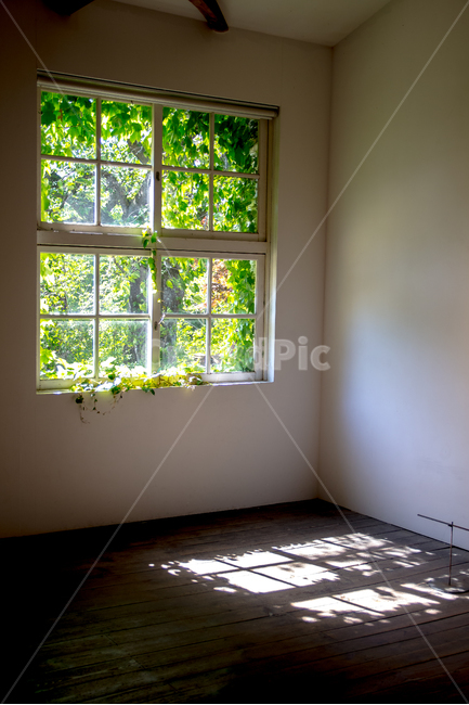 창문,햇살,햇빛,실내,인테리어,식물,floor,바닥,flooring