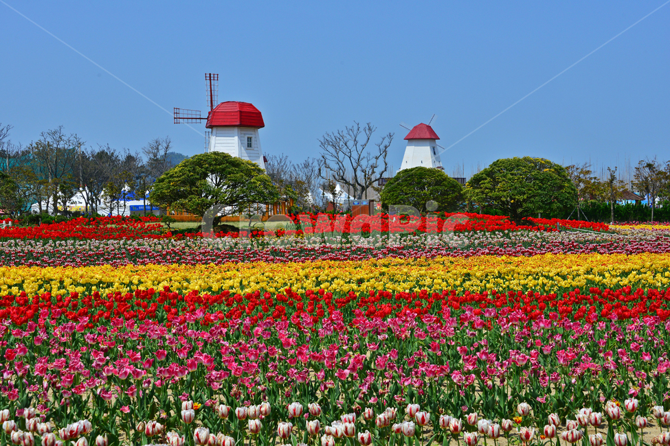 plant,식물,blossom,flower,꽃,신안,임자도,튜울립,튜율립축제,봄,계절,축제,봄축제,노랑꽃,빨강꽃,풍차