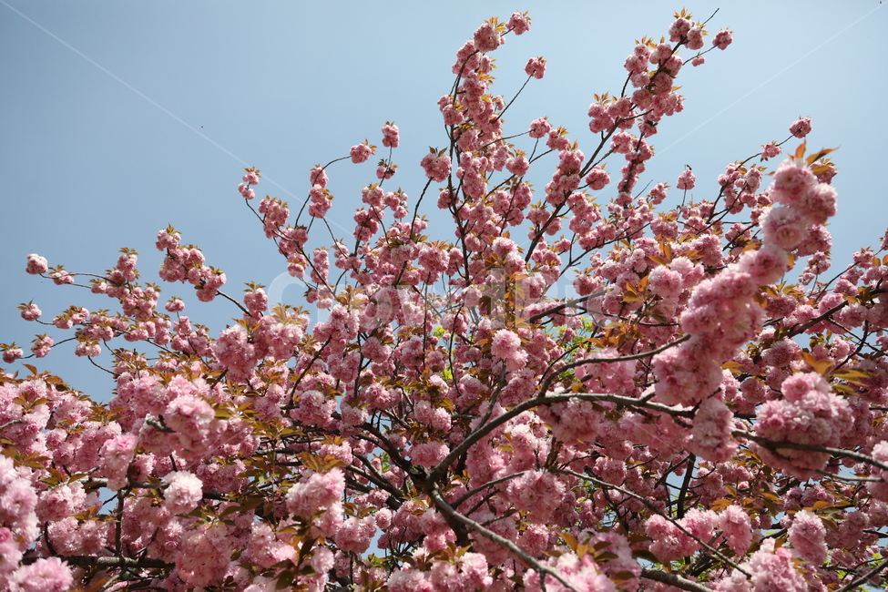 벚꽃,봄,올림픽공원,하늘,cherryblossom,flower,tree,spring,olympicpark,sky,봄,계절,spring,season,식물,자연,plants,nature,꽃,flower,plant,blossom