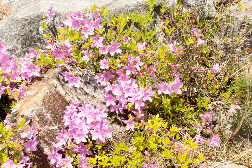 산철쭉,철쭉,봄,꽃,생화,공원,식물,조경,분홍,spring,season,flowe,만개,만발,자연,향기,아름다운,화사한,나뭇가지,봄꽃,돌,봄,계절,spring,season,식물,자연,plants,nature,꽃,flower,plant,blossom,geranium,제라늄
