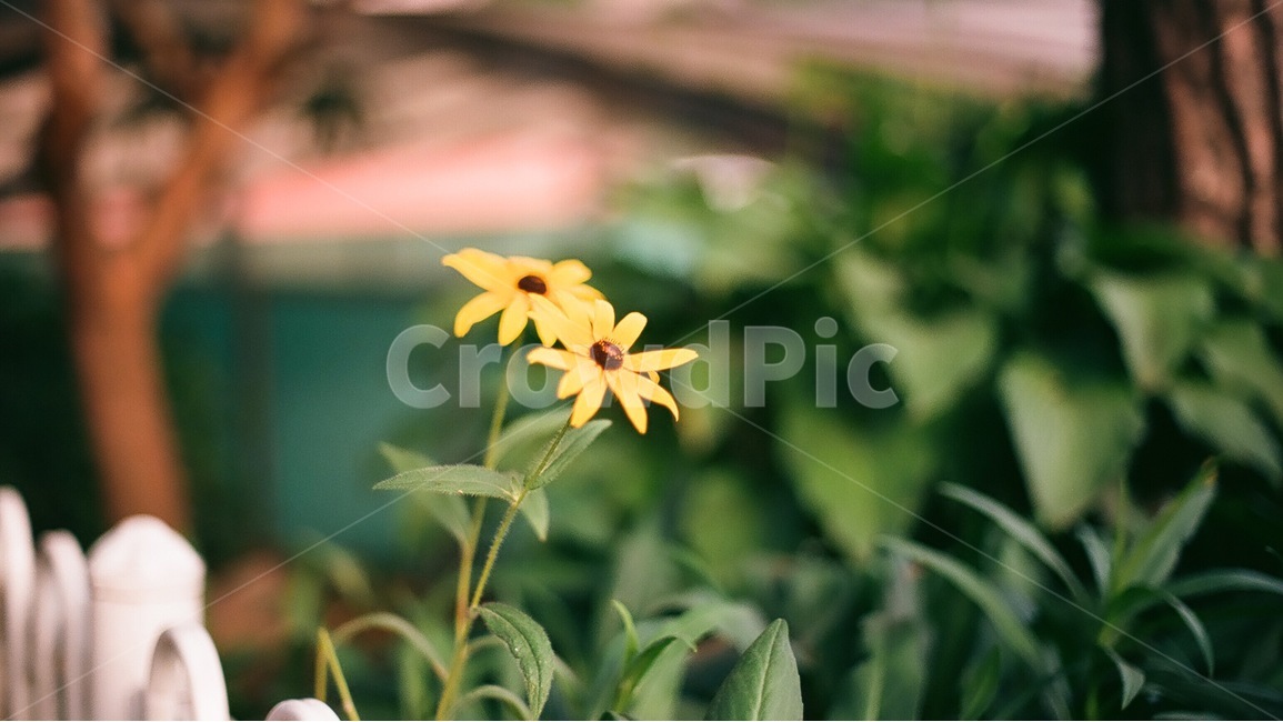 꽃,풍경,식물,들꽃,노란꽃,자연,아날로그,여름,이미지,필름사진,Plants,nature,Flower,landscape,Spring,식물,자연,plants,nature,꽃,flower