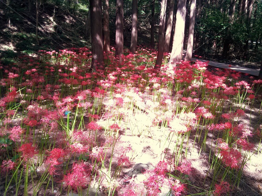 숲,forest,flower,꽃,붉은꽃,red,color,산,꽃패턴,pattern,숲밭,꽃밭,pretty,예쁜,빛,poem,한국의자연,풍경,식물,자연,plants,nature,꽃,flower
