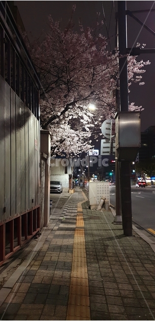 벚꽃,밤길,거리,분위기,보도