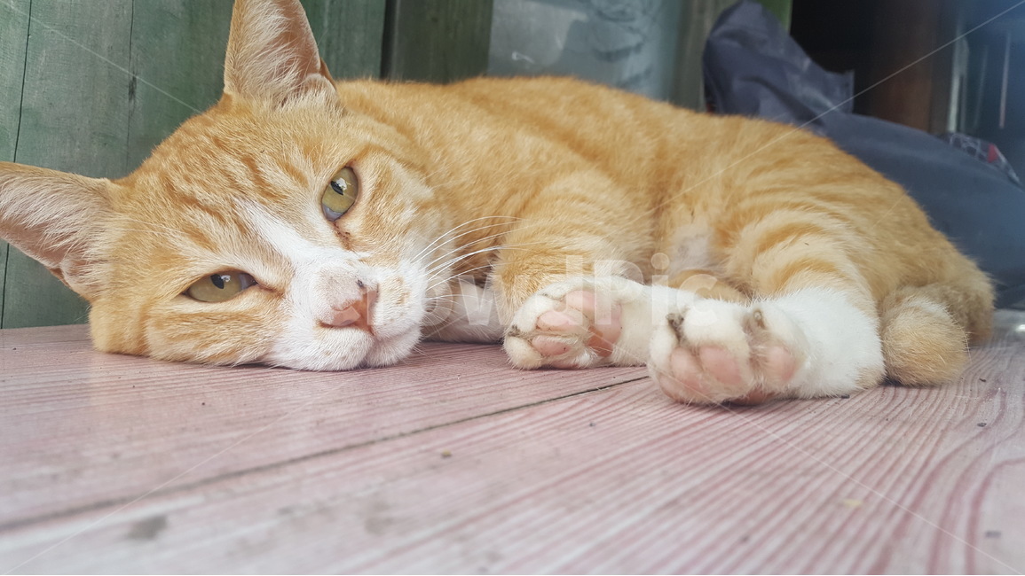 고양이,휴식,길고양이,자는고양이,cat,동물,길냥이,야옹이,캣,킬냥이,야옹,동물,animal,포유류,mammal,고양이,cat,kitten,kitty