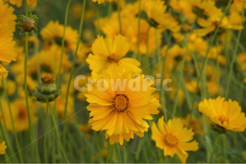 꽃,들꽃,산책로,노란꽃,flower,flowers,wildflowers,식물,자연,plants,nature,꽃,flower