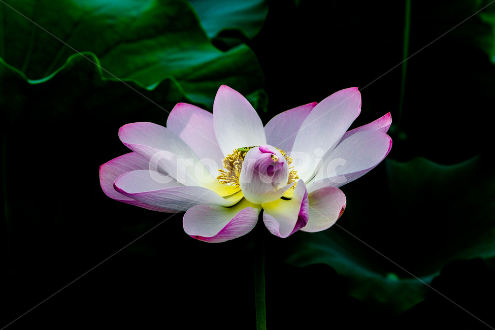 연꽃,문양,무늬,연잎,습지,식물,자연,plants,nature,꽃,flower