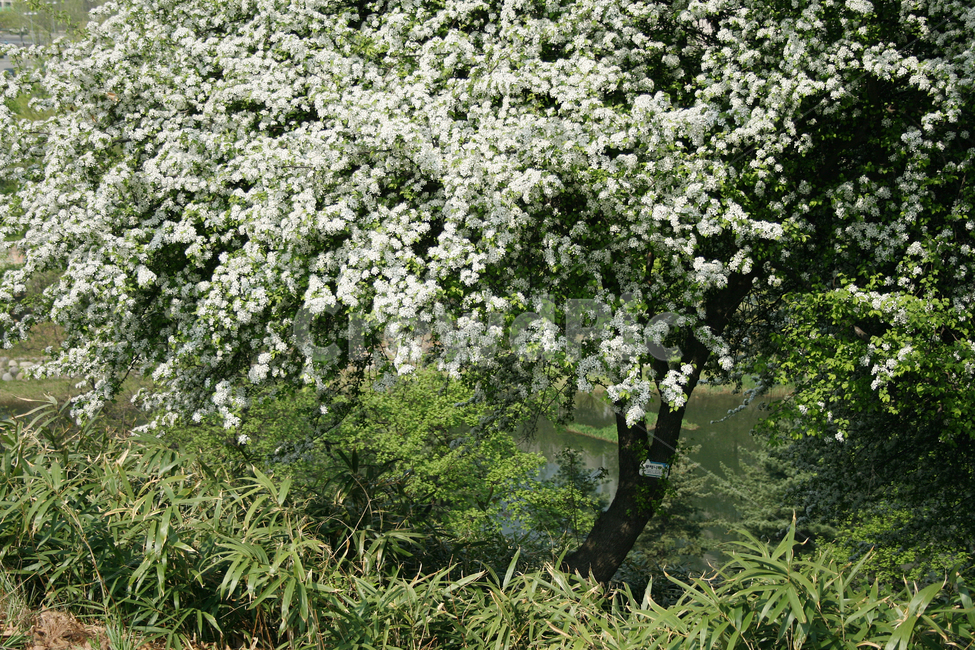콩배나무,봄,봄날,봄풍경,감성,spring,flower,공원,풍경,식물,새싹,잎,초록,꽃,하얀,흰색,white,봄,계절,spring,season,식물,자연,plants,nature,꽃,flower,나무,trees,wood,plant,bush,부시,vegetation,초목,tree