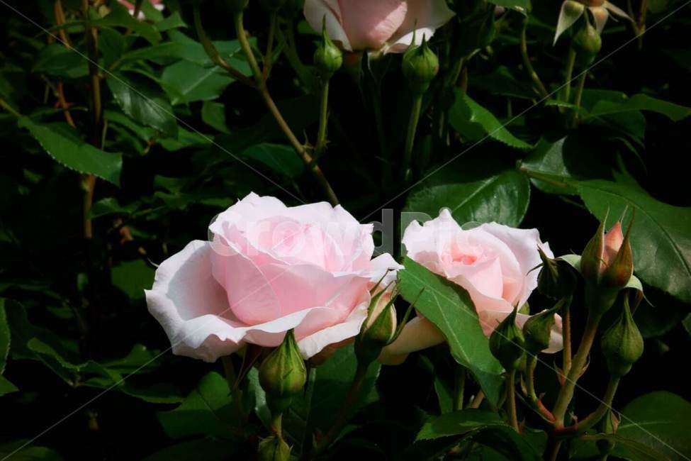 꽃,5월,장미,식물,계절,식물,자연,plants,nature,꽃,flower