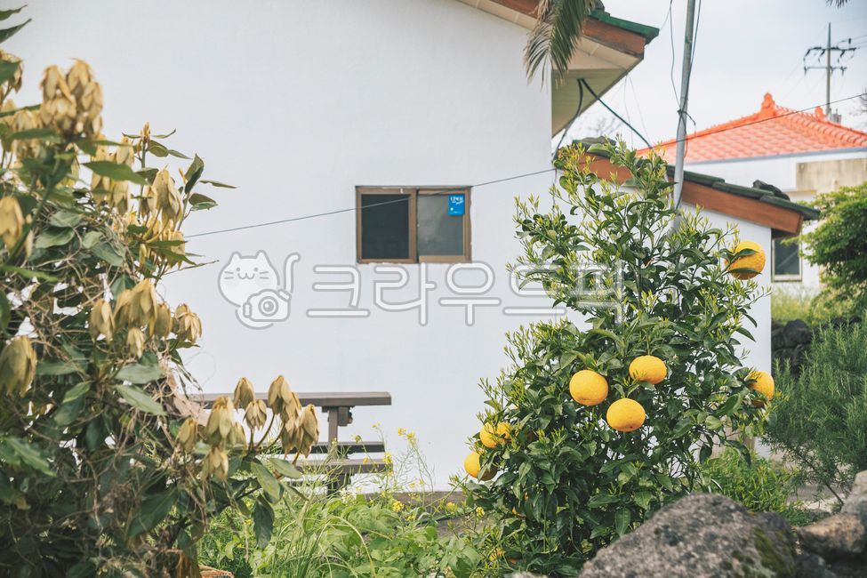 citrusfruit,감귤류과일,plant,식물,음식,food,과일,fruit,하귤,감귤