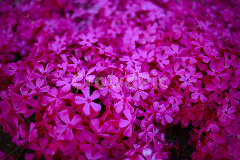 봄,꽃,분홍,예쁜꽃,spring,식물,봄,계절,spring,season,식물,자연,plants,nature,꽃,flower,geranium,제라늄,plant,blossom,petal,꽃잎,dress,드레스