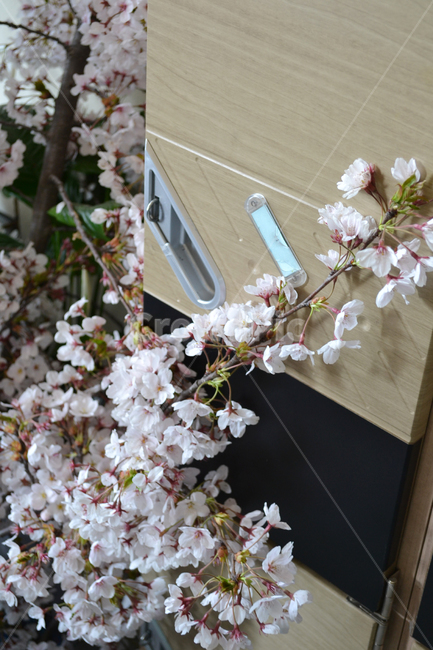 벚꽃,봄,교실,꽃,학교,school,spring,cherryblossom,classroom,사물함,cabinet,식물,자연,plants,nature,꽃,flower
