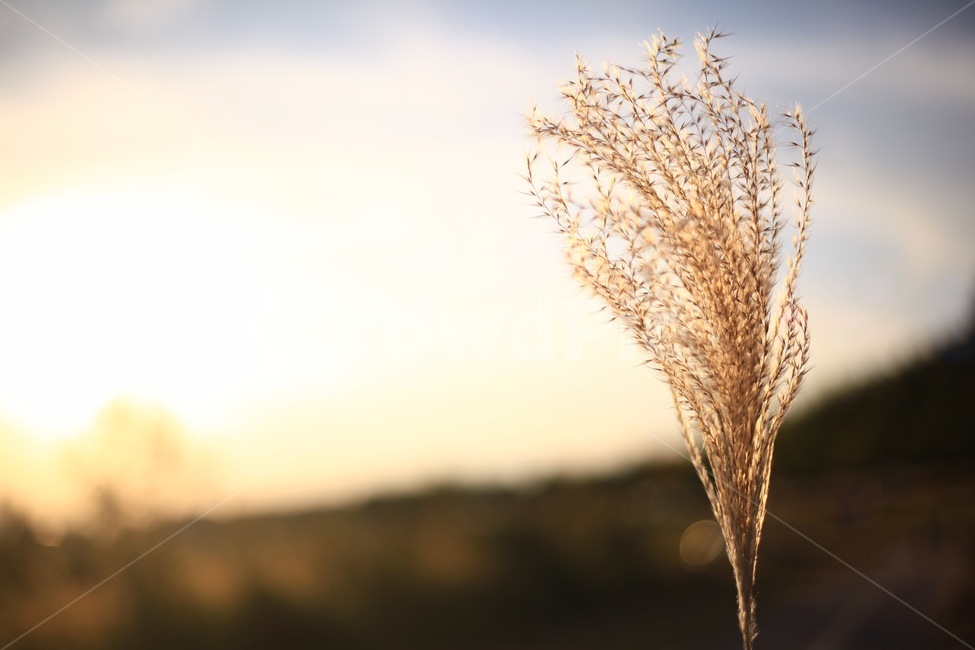 갈대,식물,자연,해,빛,햇빛,노을,가을,계절,fall,autumn,season,grass,잔디,plant