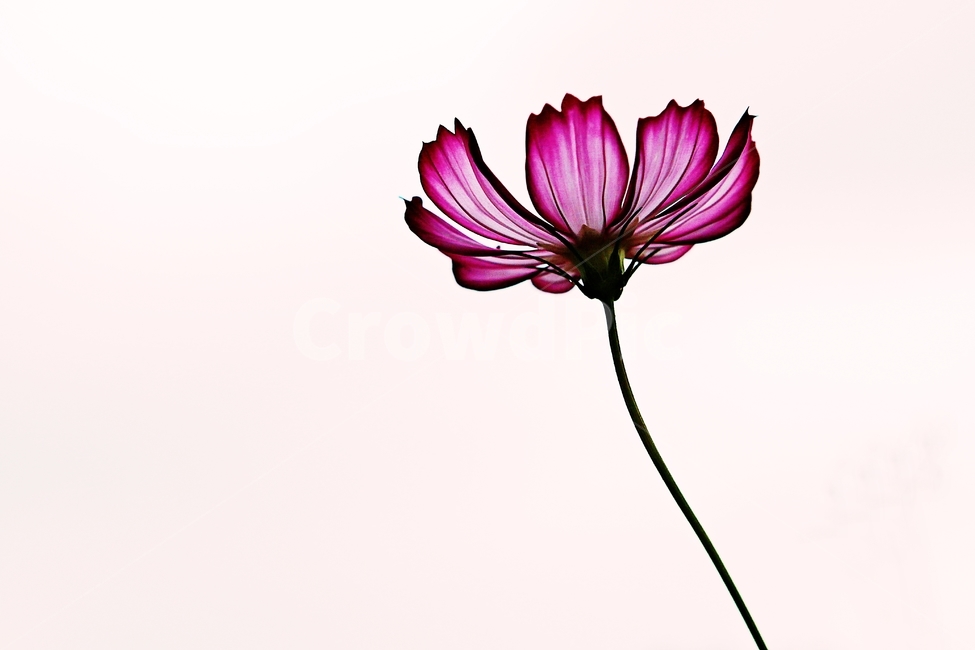 코스모스,꽃,꽃잎,들꽃,식물,가을꽃,가을,공원,자연,식물,자연,plants,nature,꽃,flower