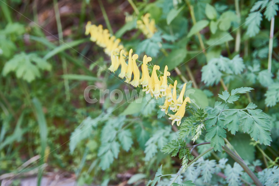 들꽃,꽃,봄,식물,flower,화분,plant,nature
