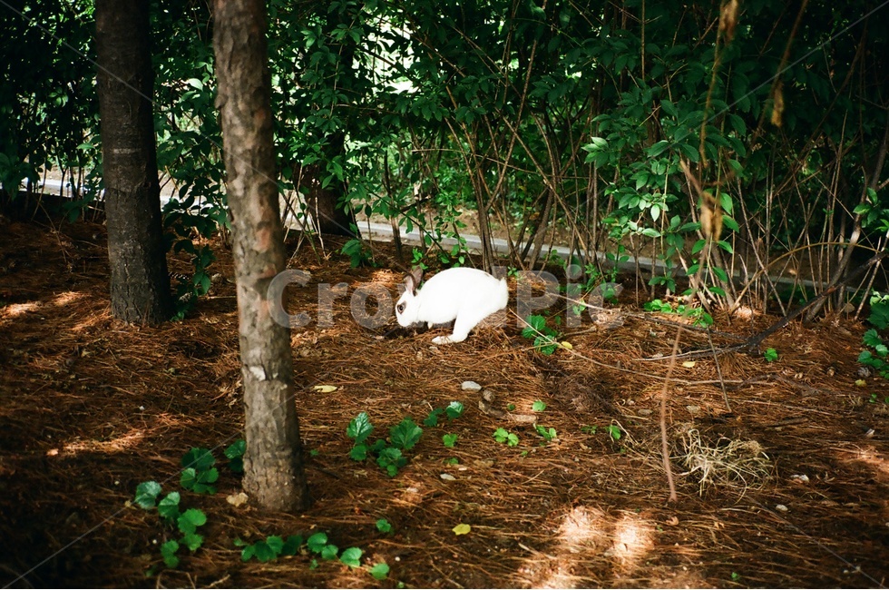 토끼,흰토끼,동물,공원,숲속,필름,필름사진,동물,animal,포유류,mammal