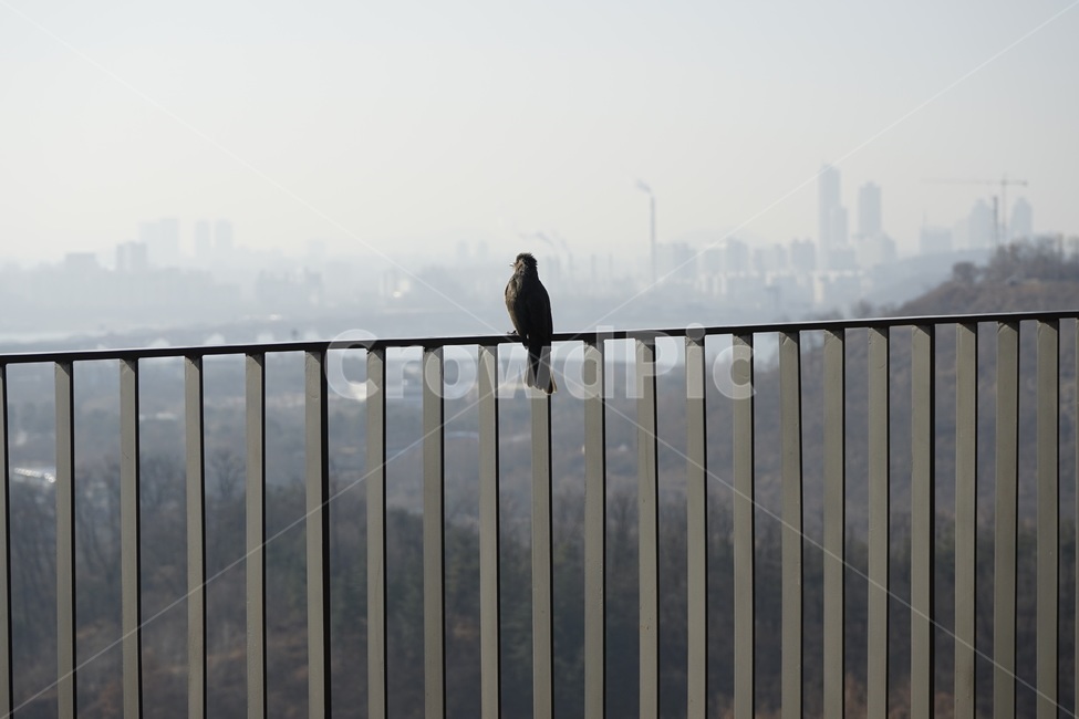 직박구리,조류,새,난간,미세먼지,조망대,brownearedbulbul,텃새,한국의텃새,외로움,혼자,홀로,alone,solitary,동물,animal,조류,새,birds