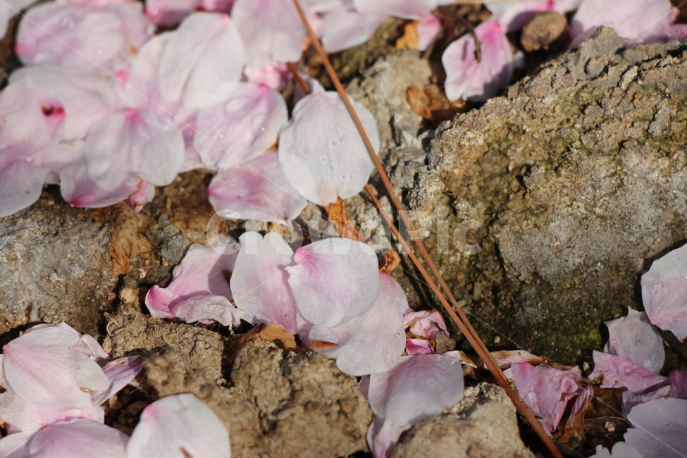 벚꽃,벚꽃잎,낙화,돌,지면,물방울,분홍,꽃잎,cherryblossom,cherryblossomleaves,fallingofblossoms,stone,ground,waterdrop,pink,petals