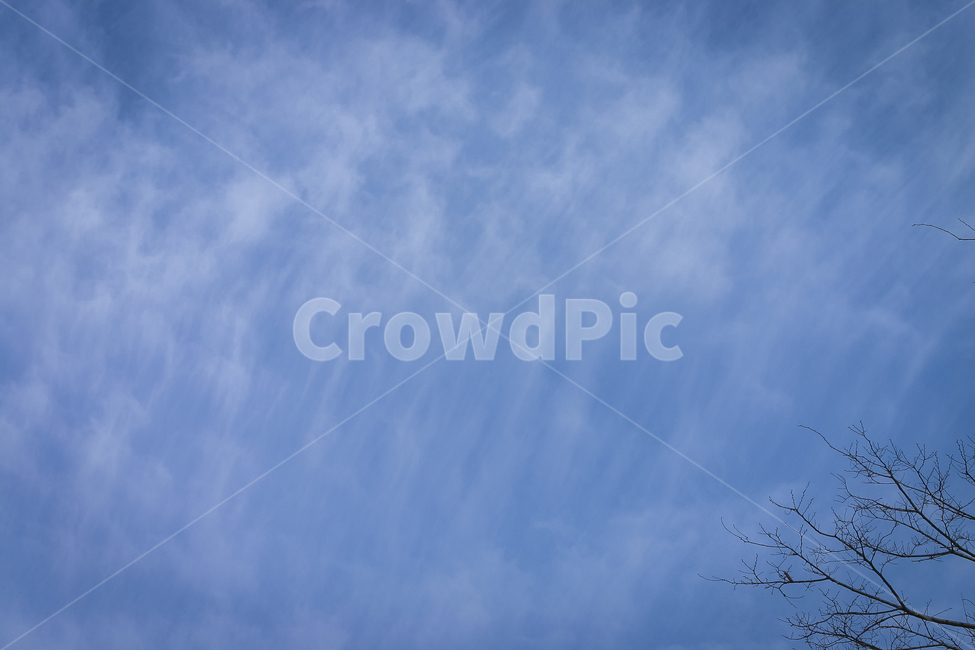 하늘,구름,옅은구름,나무,푸르름,풍경,sky,cloud,tree,자연,풍경,nature,landscape,outdoors,옥외