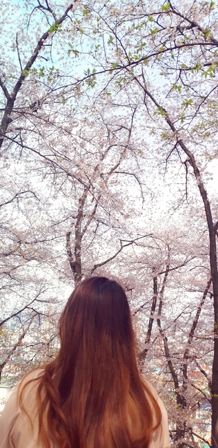 여자,뒷모습,벗꽃,아침,긴머리