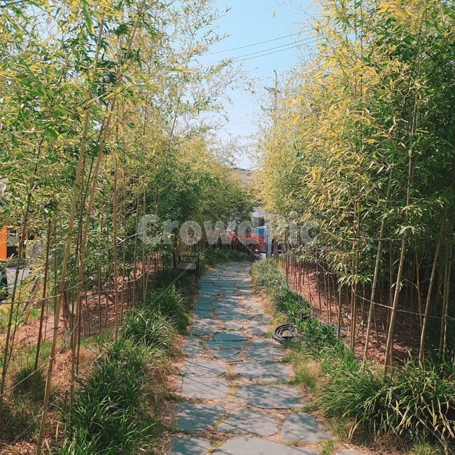 공원,park,샛길,골목길,산책,식물,자연,plants,nature,나무,trees,wood