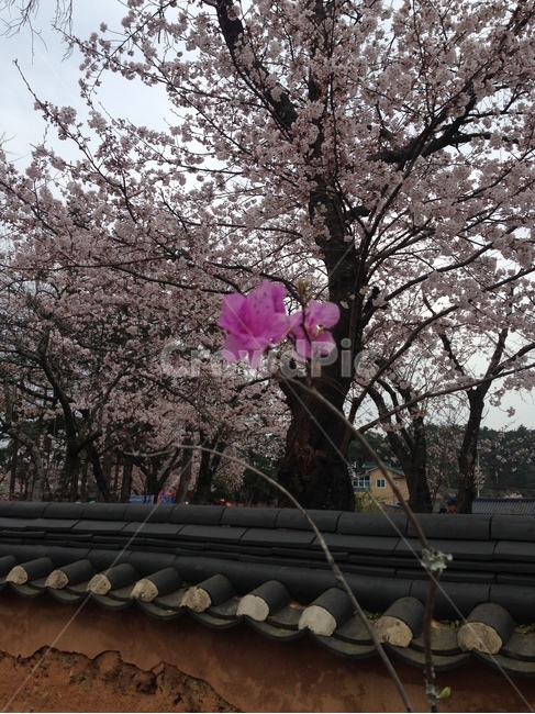 허난설헌생가,허난설헌,허균생가,허균,벚꽃,진달래,목조건축,고택,건축,기와,담장,항아리,강릉,대한민국,한국,heonanseolheonsbirthplace,heonanseolheon,heogyunsbirthplace,heogyun,cherryblossoms,azalea,woodenarchitecture,oldhouse,architecture,hanok,rooftile,wall,gangneung,republicofkorea,southkorea,봄,계절,spring,season,한국전통,한국문화,korean traditional,korean culture,식물,자연,plants,nature,꽃,flower,나무,trees,wood,건축물,건물외관,exterior,building,structure,architecture,construction,plant,blossom,cherry blossom
