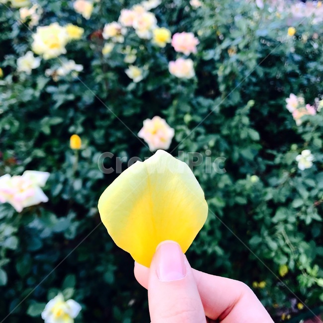 blossom,petal,꽃잎,flower,꽃,plant,식물,장미,노랑,노란장미,장미꽃