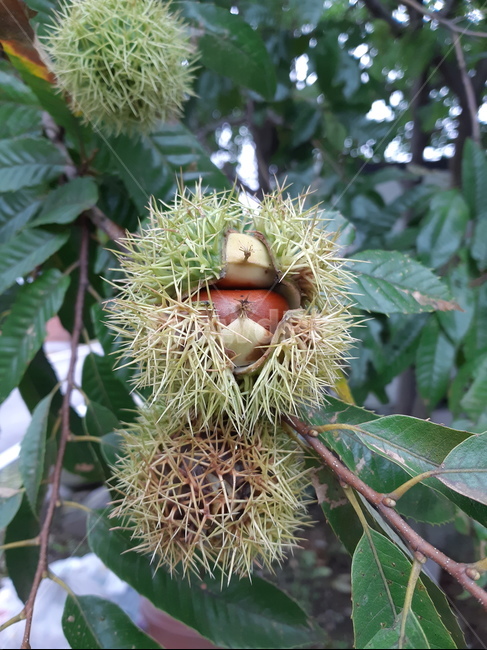 밤,가을,알밤,밤송이,추석,과일,열매,fruit