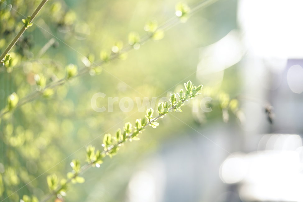봄,계절,느낌,감성,식물,생명,생물,자연,잎,화사,식물,자연,plants,nature,휴식,힐링,rest,relaxation,healing