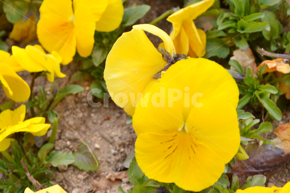 꽃,자연,식물,팬지,팬지꽃,pansy,flower,식물,자연,plants,nature,꽃,flower
