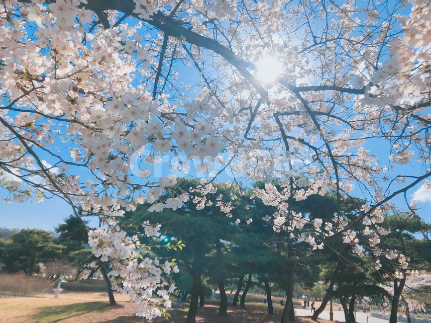 벚꽃,꽃,봄꽃,봄,식물,나무,벚꽃나무