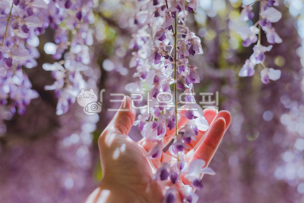 purple flower,rattan,purple,Rattan bench,wisteria flower,flower