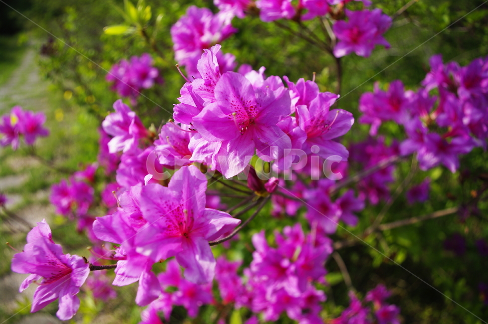 꽃,철쭉,flower,계절,봄,spring,식물,plant,자연,nature,식물,자연,plants,nature,꽃,flower