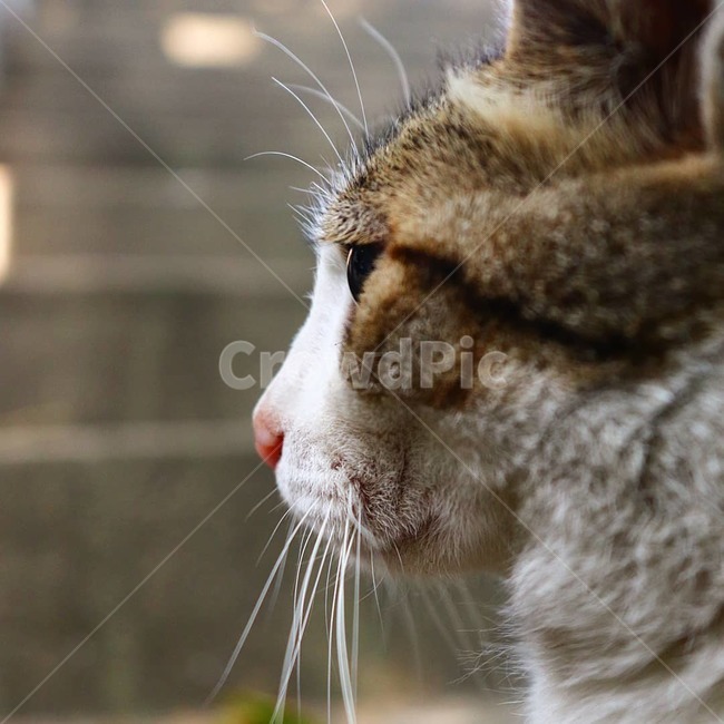 길고양이,고양이,동물,straycat,cat,animal