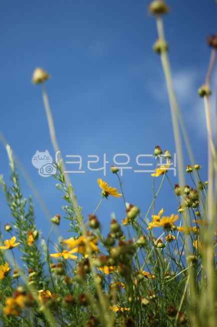 sunny day,grass flower,blue sky,clear weather,plant,yellow flower,wild flowers,weed,flower