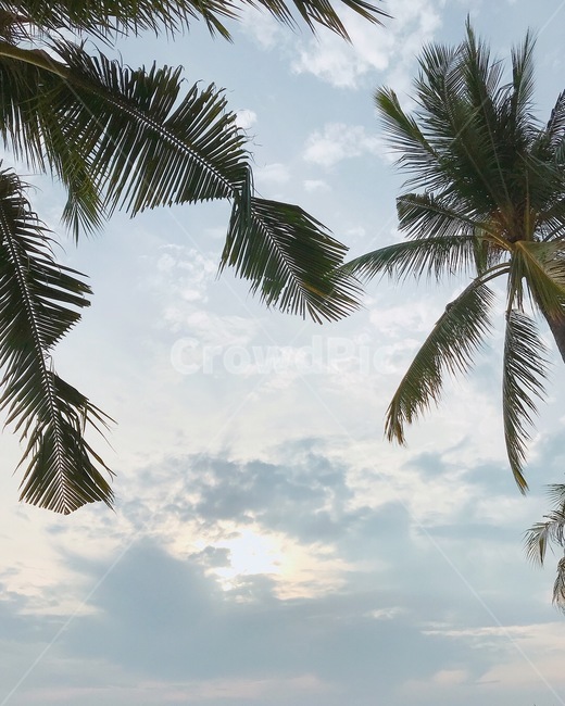 야자수,하늘,여름,나무,자연,palmtree,sky,summer,tree,nature,자연,풍경,nature,landscape,palm tree,plant,식물